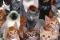 много котов