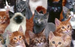 много котов