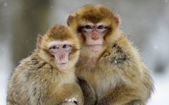 две обезьяны