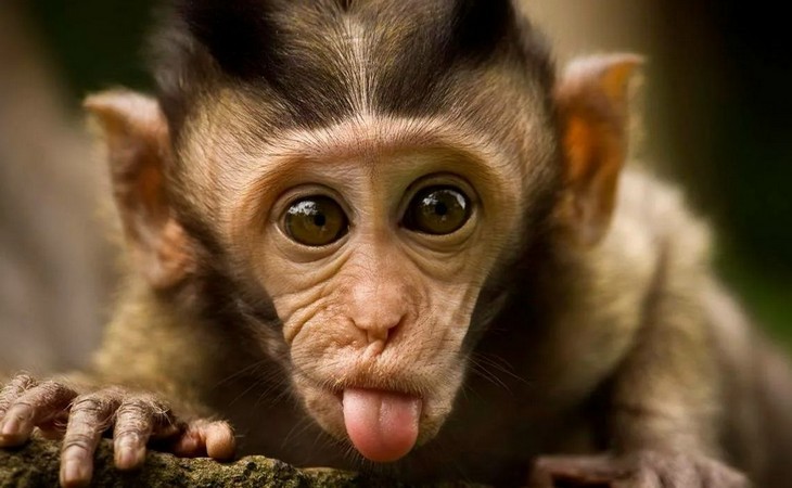 обезьяна показывает язык