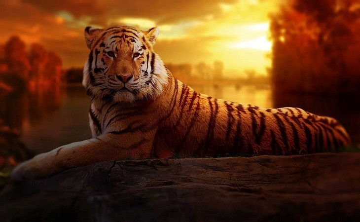 тигр на закате