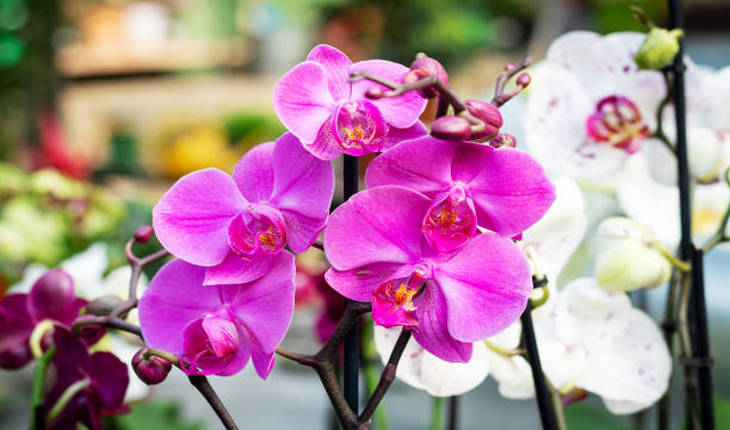 орхидеи розовые